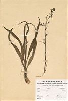 藏品(臺灣藜蘆)的圖片